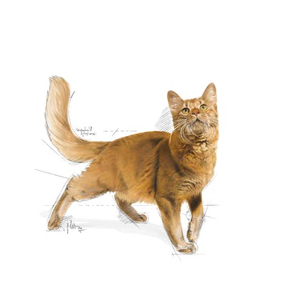 Royal Canin Fit Cat Dry Food 2kg