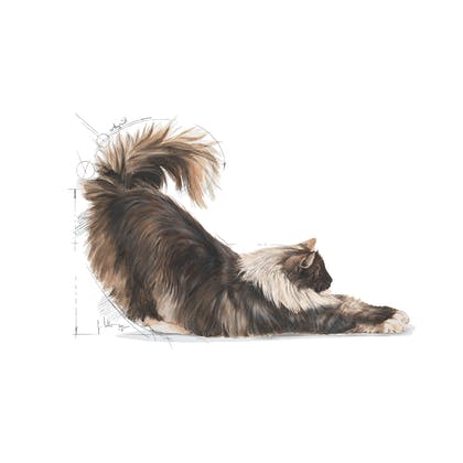 Royal Canin Indoor Long Hair Cat Dry Food 2kg