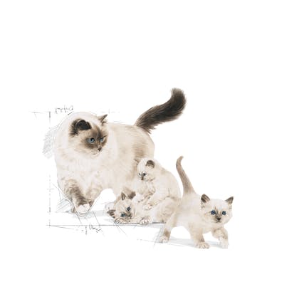 Royal Canin Mother & Babycat 2 Kg