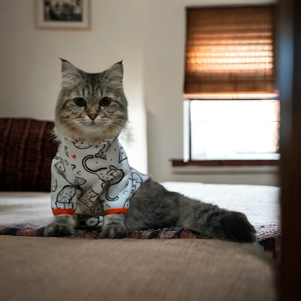 Petmoda Sweatshirt for cats