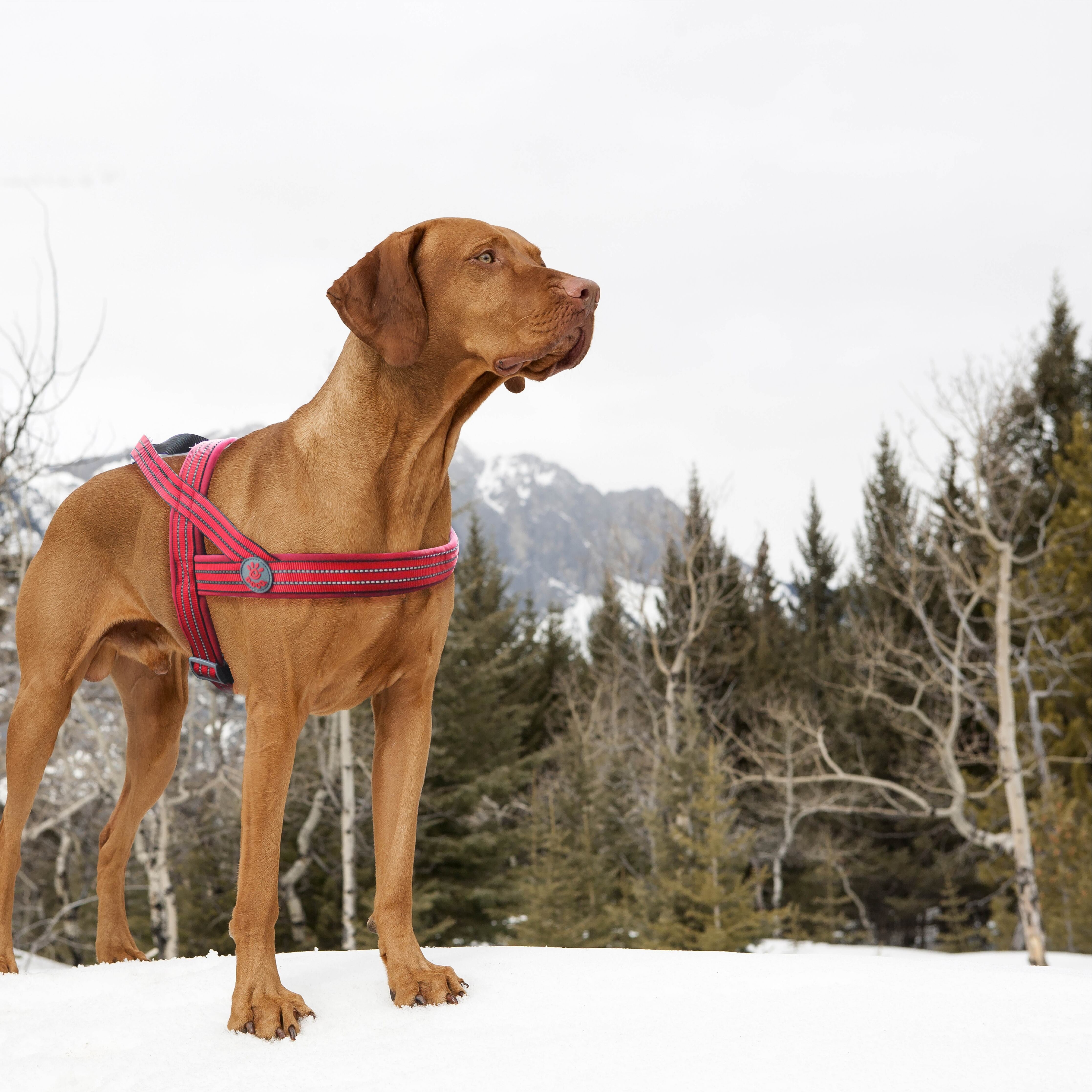 DOCO Vario Neoprene Harness Medium - Large