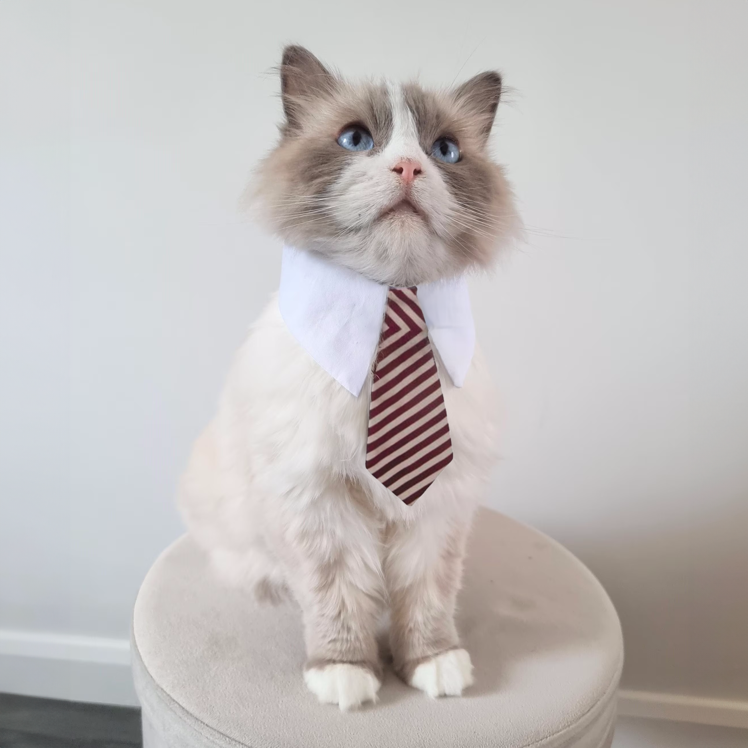 Naomi Cat Necktie