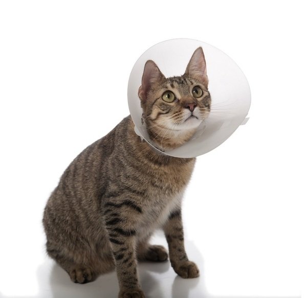 Clic Elizabethan E-Collar Cone dogs and cats sizes