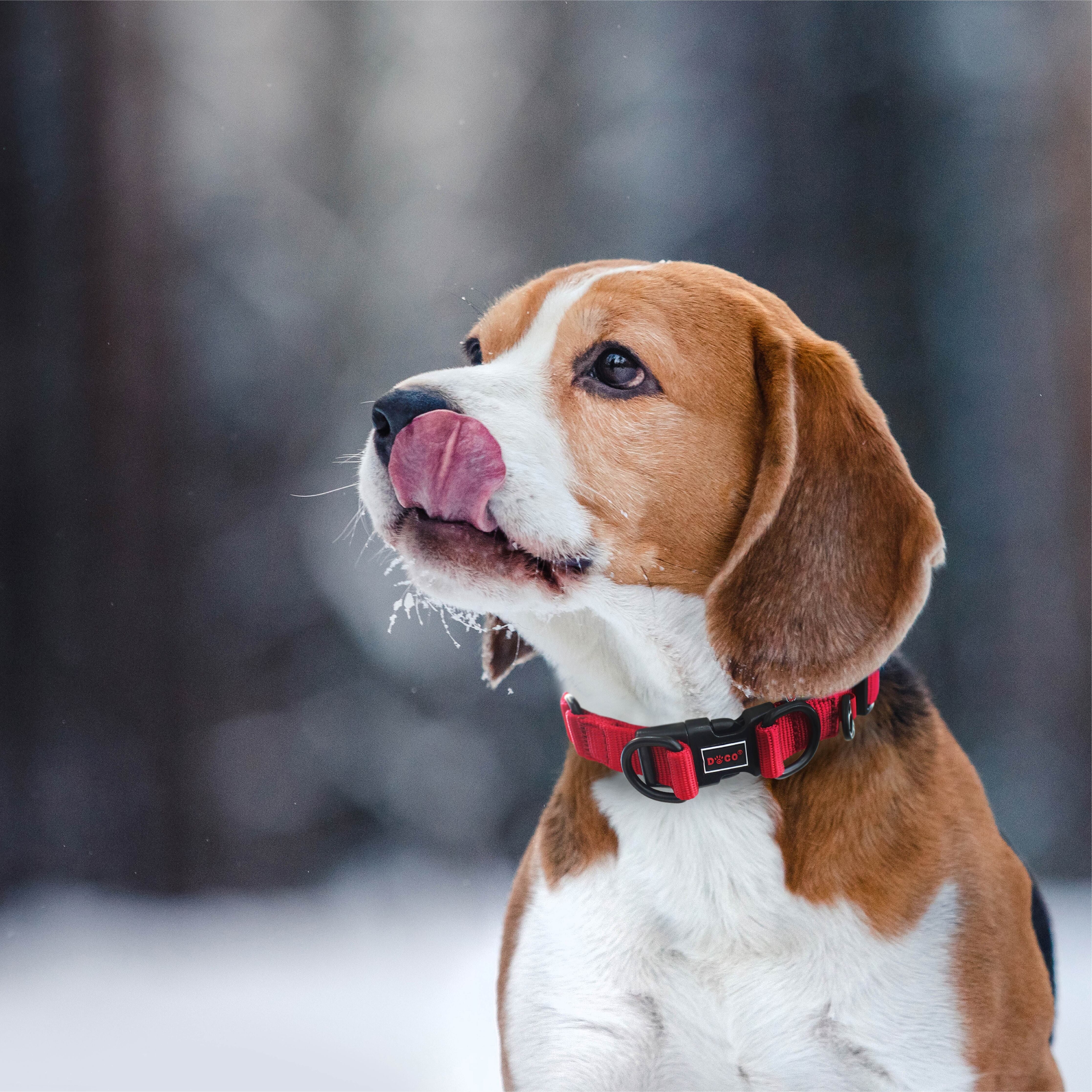 DOCO DD Collar Large