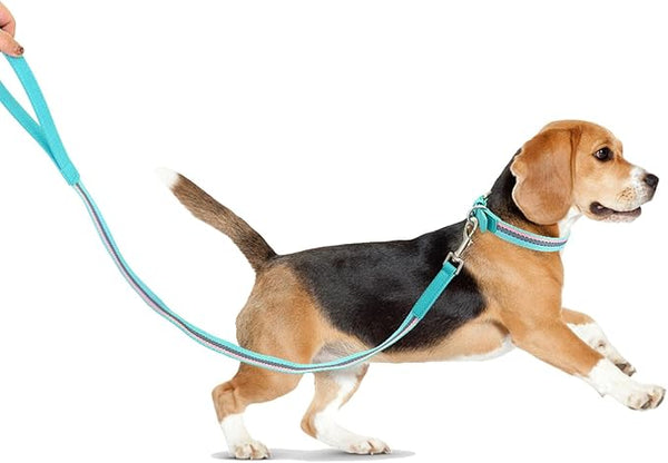 Dog Collar and Leash Set Nylon Collar for large