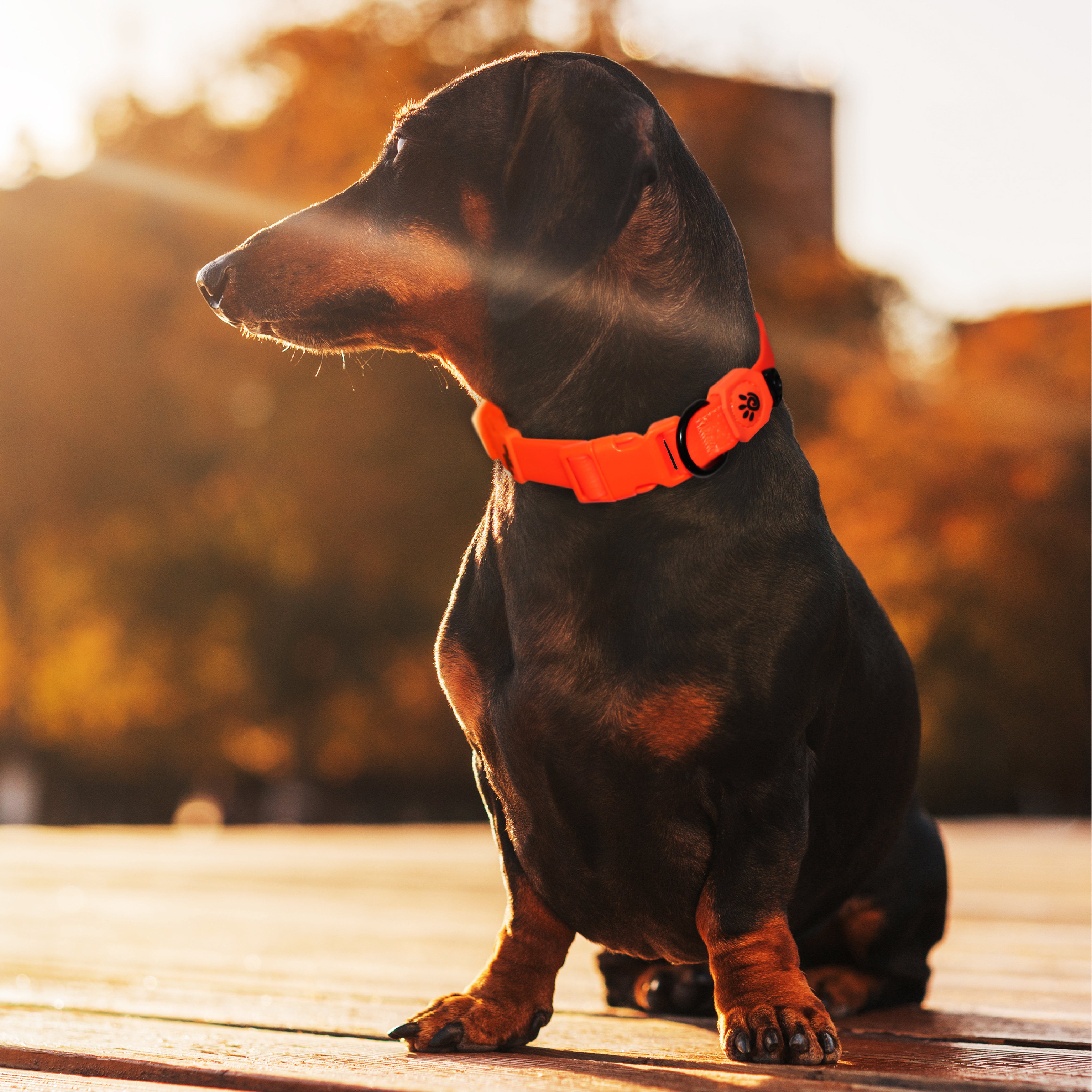 DOCO Jelly Bean Collar Medium