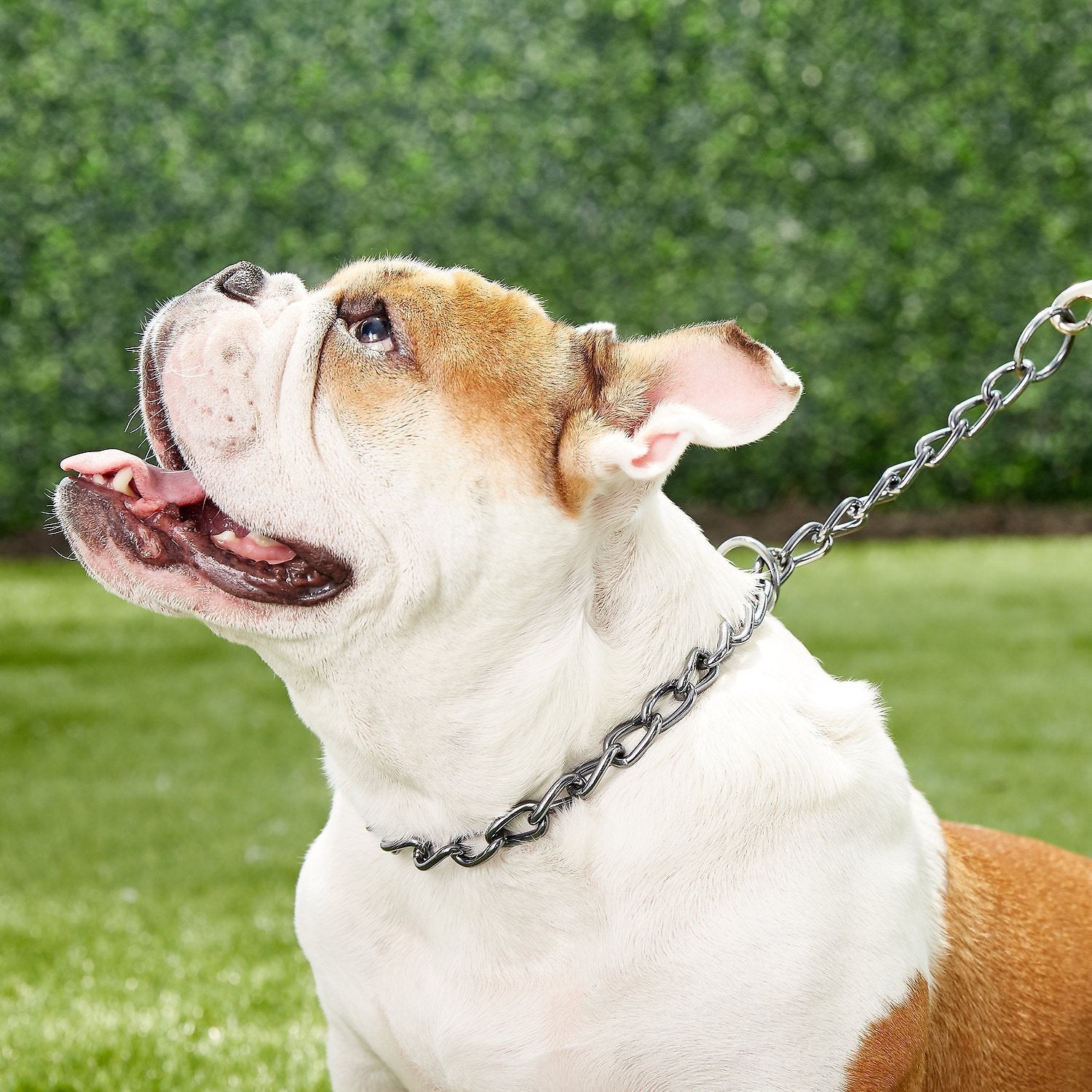 Chain Training Dog Collar 4mm