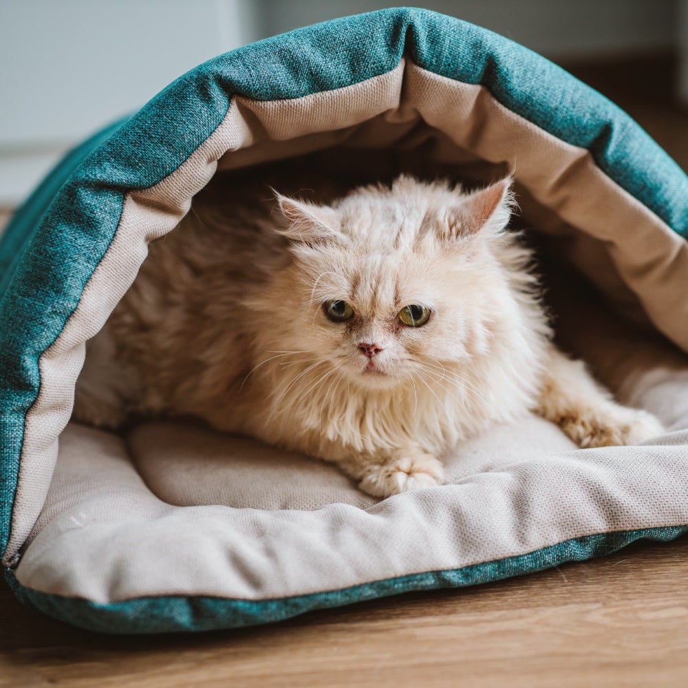 Ariika Cave-bed Pet Bed for cats and medium dogs