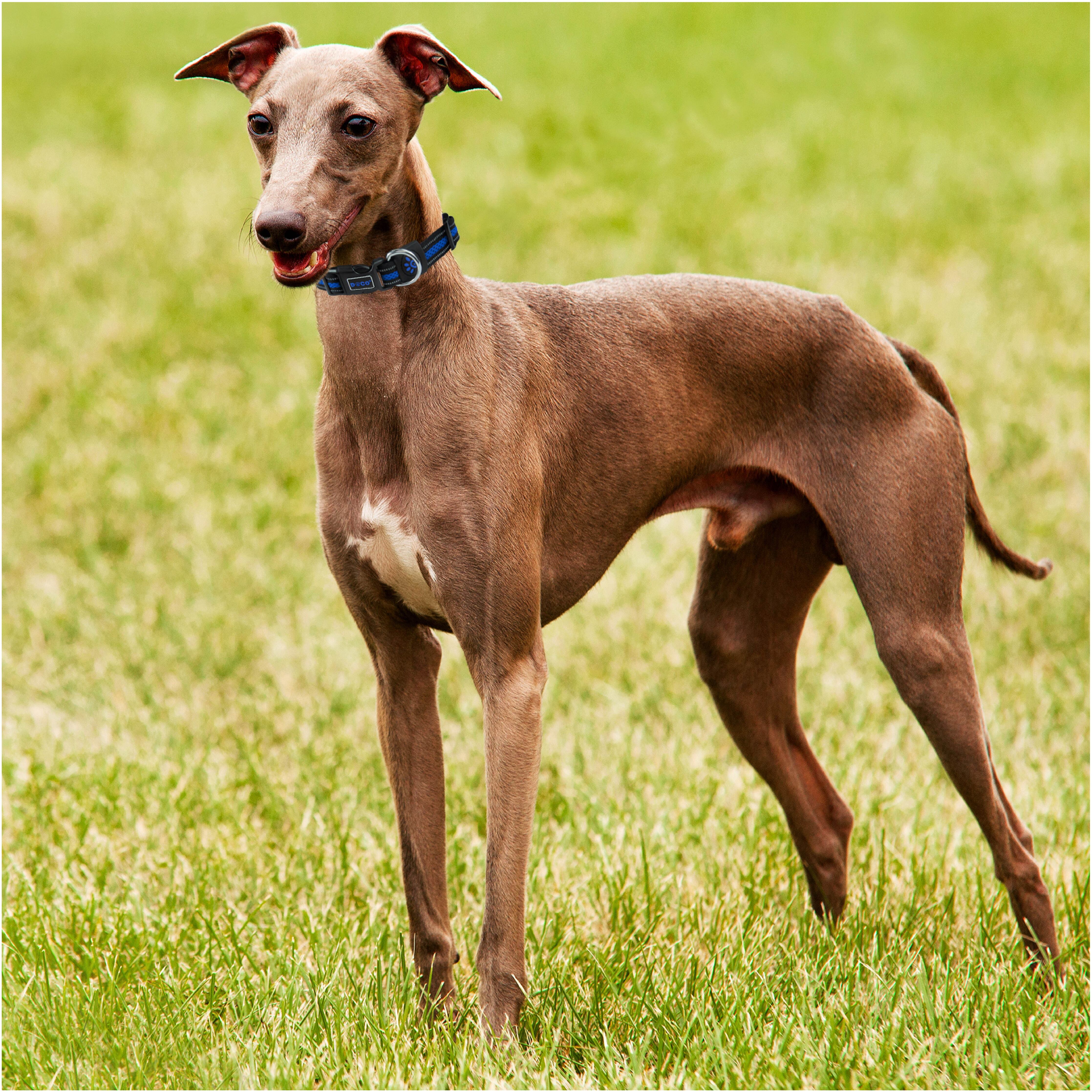 DOCO Athletica Air Collar X-Large