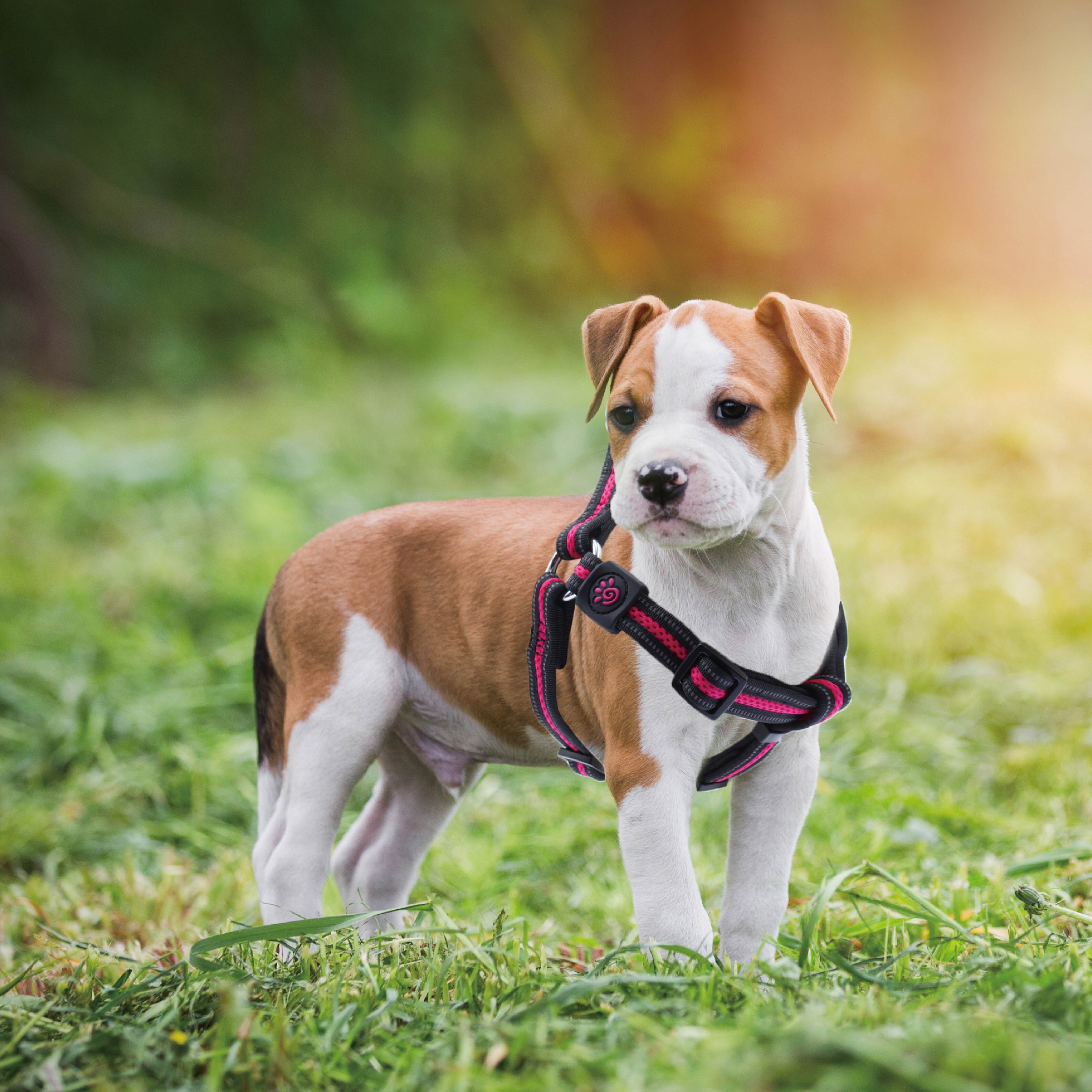 DOCO Athletica Air Step In Harness Medium