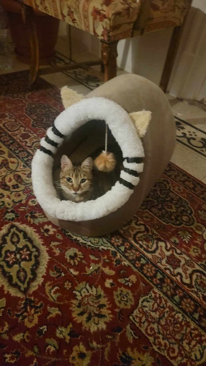 Petmoda Cat House Bed