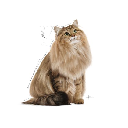 Royal Canin SC Shelter Cat Dry Food 15kg