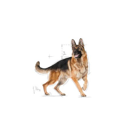 Royal Canin Pro German Shepherd Adult 16 KG