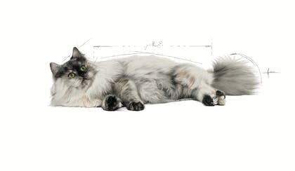 Royal Canin Hair&Skin Care Cat Dry Food 2kg
