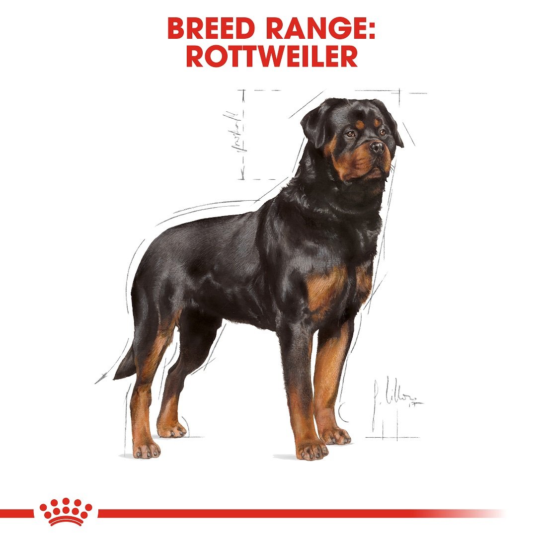 Royal Canin Rottweiler Adult 17 Kg