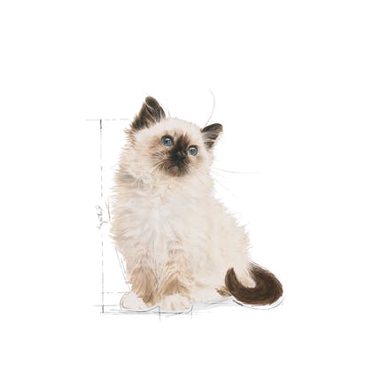 Royal Canin Kitten Dry Food 400g