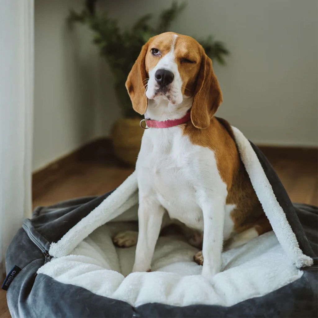 Ariika Daisy Pet Bed