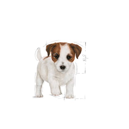Royal Canin Mini Puppy Dry Food 2kg
