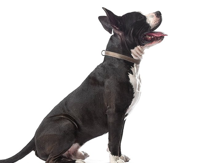 Dogness V Shaped Collar