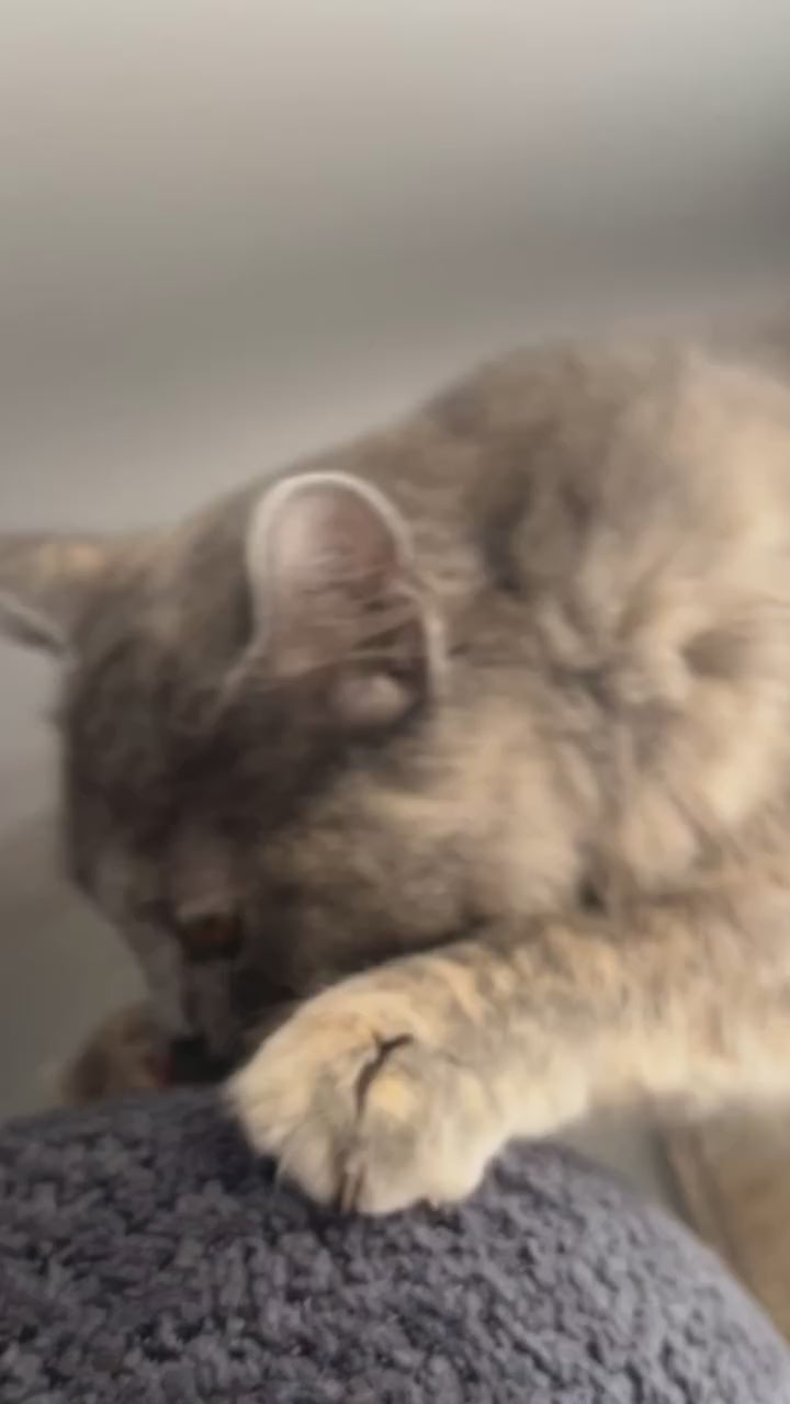 Petmoda scratch Cat Activity Center cat With catnip  3 in 1