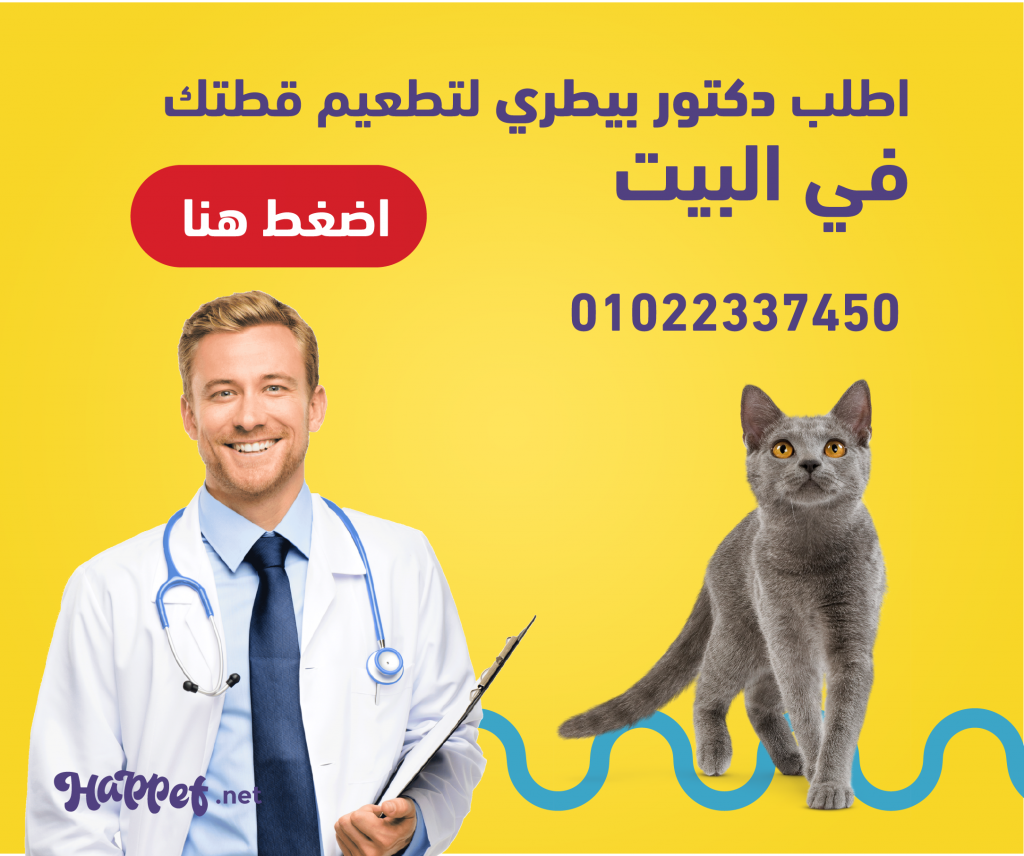 كيف تعرف عمر القطط دليل العيادات البيطرية دكتور بيطري بين يديك