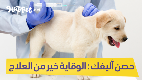 تطعيمات الكلاب
