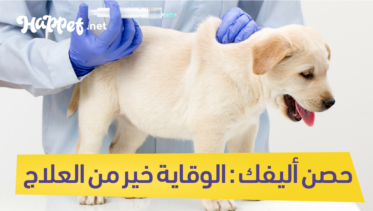 تطعيمات القطط و أسعارها الوقاية خير من العلاج دليلك الشامل Happet