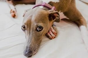 greyhound-on-bed