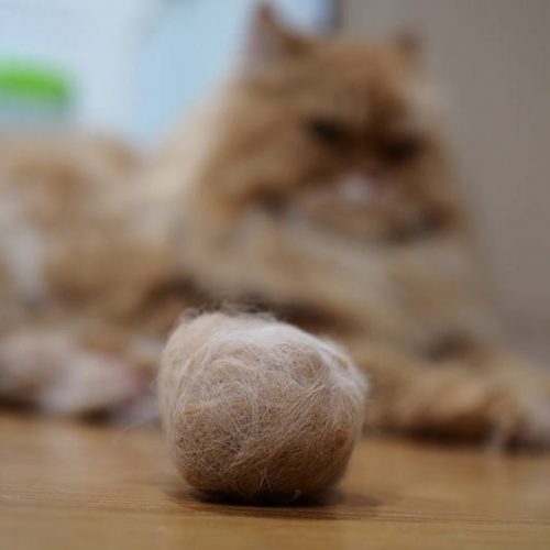 cat-hair-ball-hairball-Trichobezoars-thumbnail